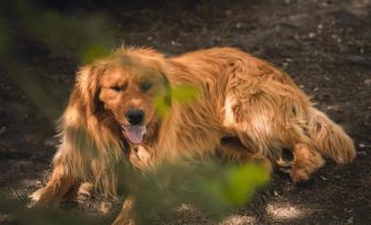 Hemu Open to the Mountain Homestay(Hemu Bridge Store)