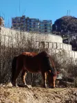 THE MONK UNDER THE MOUNTAINS Hotels in 