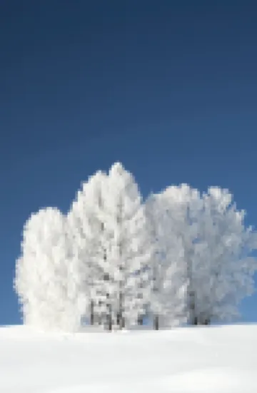 Forestcare Designer Vacation Homestay (Kanas Scenic Area Branch) カナス川周辺のホテル