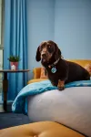 Hyatt Centric Cambridge - Family