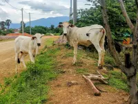 AHHA Bungalow Kampot Hotels in Chum Kriel