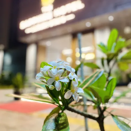 The Sapphire Hotel
