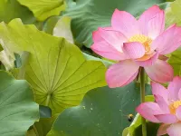 Floral Hotel·Jingning Zizaiju B&B Hotel (Yunzhong Daji Branch) 징닝 호텔