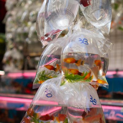 その他 コーディス 香港の写真