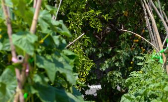 Guitianyuanju Courtyard Homestay