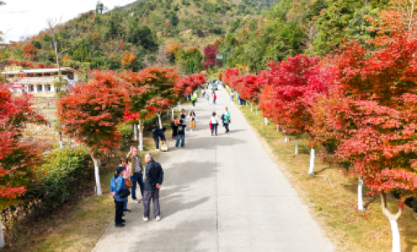 Xinfeng Lingnan maple leaves World
