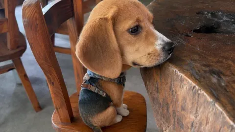 Moganshan Beagle Angel Sanctuary in Deqing
