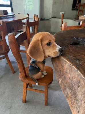 Moganshan Beagle Angel Sanctuary - วิลล่า