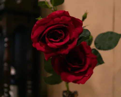 فيكتوريا إن ناجاساكي Photos
