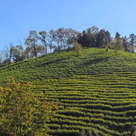 Anji Yuansu Homestay