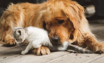 Hemu Open to the Mountain Homestay(Hemu Bridge Store)