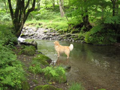 ホテル周辺 高山わんわんパラダイスの写真