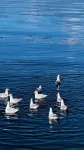Guyue Yueyaju Lake View Guesthouse Hotels in Small Putuo Scenic Area of Wase Town