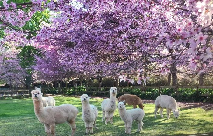 English Cherry Tree Manor