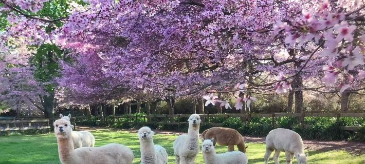 English Cherry Tree Manor Hotels in Hamilton