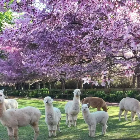 English Cherry Tree Manor