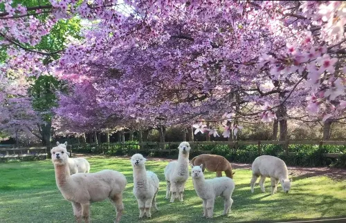 English Cherry Tree Manor 타마허 호텔