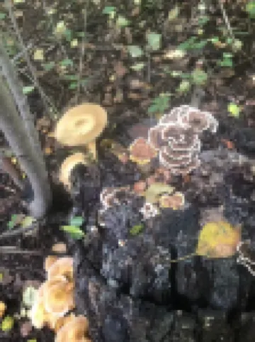 Huzi No.1 Party House