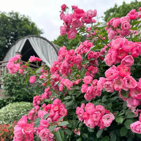 Paradise Hot Spring Hotel