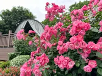 Paradise Hot Spring Hotel