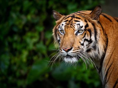 Fewa Wildlife Resort