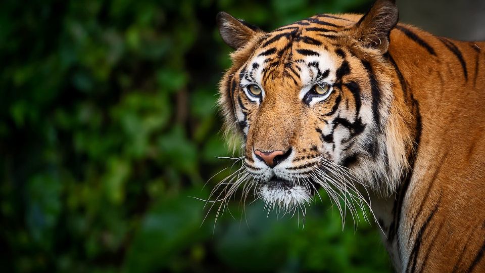 Fewa Wildlife Resort