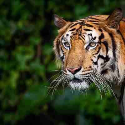 Fewa Wildlife Resort Others