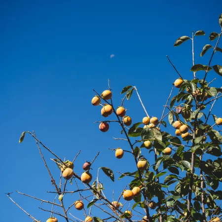 Loquat Nishiizu
