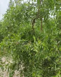 Ruoqiang Ciyou Chinese Inn Homestay (Loulan Cultural Park) Hotel a Ruoqiang