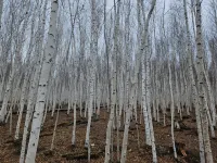 Mohe Aidu Collection Hotel