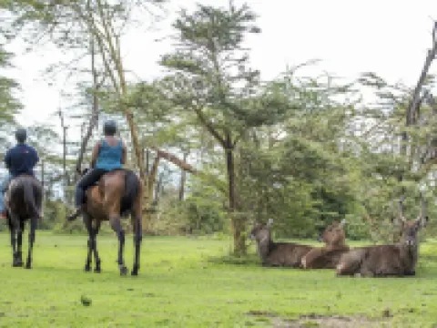 Lake Naivasha Sopa度假村 奈瓦沙酒店
