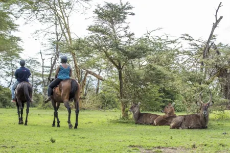 Lake Naivasha Sopa度假村