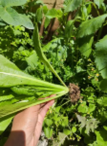 Ningduole Light Luxury Courtyard Resort Villa (Dukezong Ancient Town Branch)