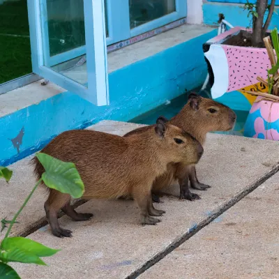 Casa de Capybara Hotels near សួន បៃតងអង្គរ