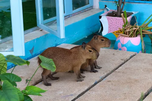 Casa de Capybara - New