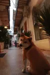 Luoyang Yixiaoyuan Boutique Homestay (Lijingmen Cross Street Branch) - bar