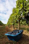 L'Eperonnette, Cozy House with Swimming Pool, Surrounded by Vineyard, Near St Emilion Các khách sạn ở Asques
