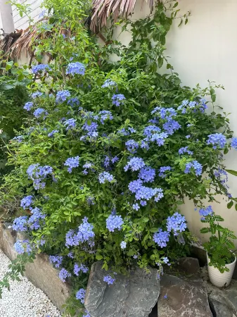 Mansicha B&B (Xiangao West Lake Cultural Tourism District)