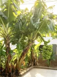 Weizhou Island Shiyi Homestay - วิวทะเล