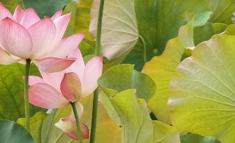 Floral Hotel·Jingning Zizaiju B&B Hotel (Yunzhong Daji Branch)