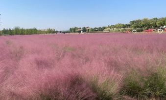 a vast field of pink flowers under a clear blue sky , with people walking in the background at Vienna Hotel