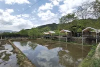 Nut Tree Country House Hotels in Lantian