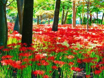 ホテル周辺 松戸グランドホテルの写真