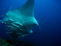 Bandos Maldives Các khách sạn ở 