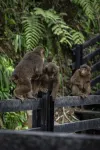 Chengdu Howard Johnson Huashuiwan Hot Springs Resort - romantique