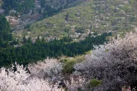 伊豆修善寺萬豪酒店 - 山景