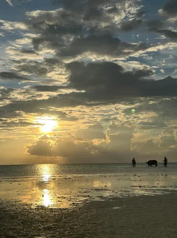 รูปภาพของSleepy beach bungalows
