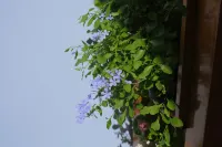 Ruhome - Central Quy Nhon Homestay near the Beach - Pet friendly
