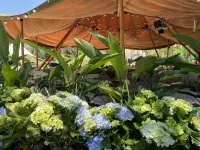 HELIGOLDEN Camp Hotels near Tropical Rainforest