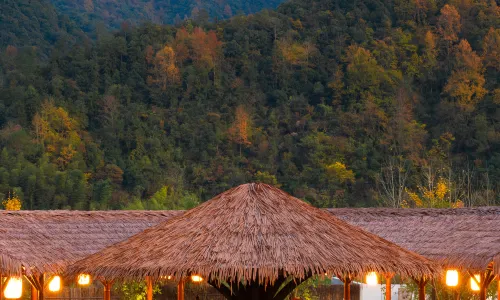 Two mus of Banvilla Tangquan Meisu (OMG Heartbeat Paradise Store)